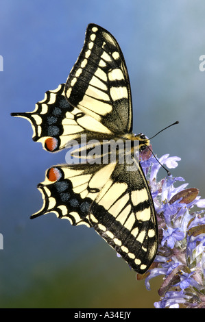 Papilio machaon), imago assis sur une fleur Banque D'Images