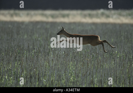 Le chevreuil (Capreolus capreolus), fuyant au champ de maïs, Allemagne Banque D'Images