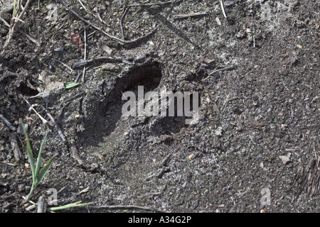 Red Deer (Cervus elaphus), empreintes de pieds Banque D'Images