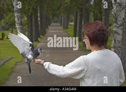Pigeon domestique (Columba livia domestica), f. femme alimente pigeons sauvages, Finlande Banque D'Images