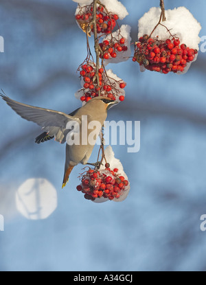 Jaseur boréal (Bombycilla garrulus), à la montagne en hiver, Finlande Banque D'Images