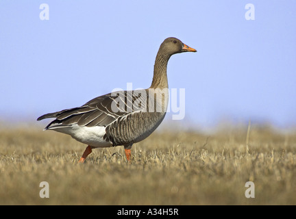 Bean Goose, Taiga Bean goose (Anser fabalis), randonnée pédestre, Finlande Banque D'Images