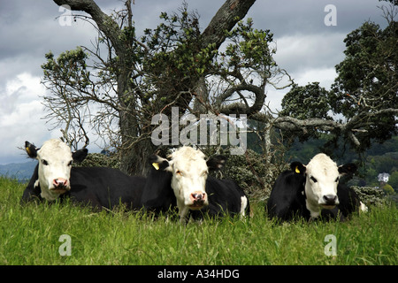 Les bovins domestiques (Bos primigenius f. taurus), troupeau couché devant un arbre Banque D'Images