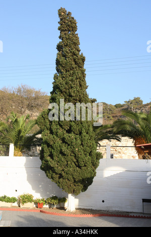 Cyprès (Cupressus sempervirens), devant un mur, Grèce Banque D'Images