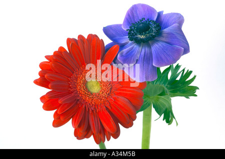 Angleterre, Royaume-Uni. Gerbera rouge et bleu fleurs Anémone photographié sur un fond blanc. Banque D'Images