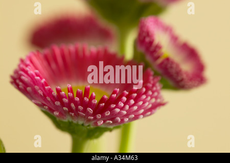 Angleterre, Royaume-Uni. Vue rapprochée de Bellis perennis fleurs rouges Banque D'Images