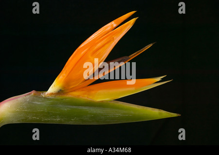 Angleterre, Royaume-Uni. Oiseau du Paradis Strelitzia reginae fleur contre fond de velours noir Banque D'Images