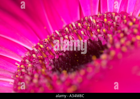 Gerbera rose fleur Banque D'Images