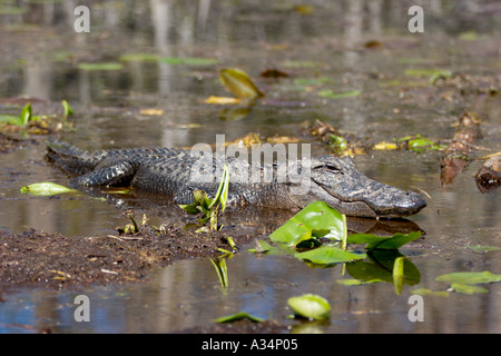 Aligator au soleil sur une tourbière dans les eaux des marais Okefenokee dans le parc d'État Stephen C Favoriser la Géorgie AUX ETATS UNIS Banque D'Images