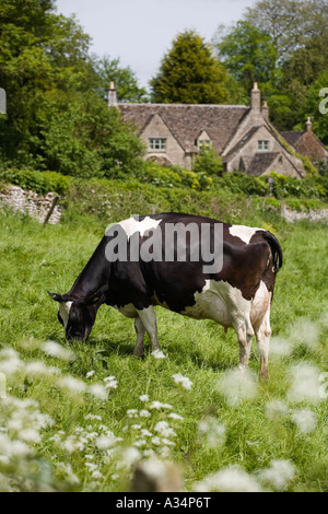 Fresian Cow le pâturage dans les Cotswolds, Royaume-Uni Banque D'Images