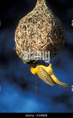 Weaver Ploceus volatus masqués mâle accroché sur son nid d'Etosha Namibie Afrique du Sud Banque D'Images