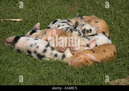 Kune kune porcelets Cotswold Farm Park Temple Guiting Gloucestershire UK Banque D'Images