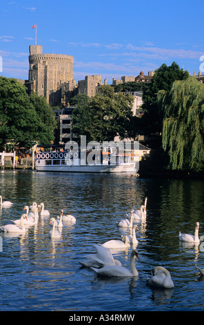 Le Château de Windsor aux cygnes sur la Tamise à l'avant-plan, Windsor, Berkshire, Royaume-Uni Banque D'Images