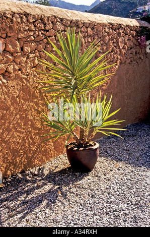 Un yucca plante en pot dans le jardin patio espagnol Andalousie le sud de l'Espagne Europe EU Banque D'Images