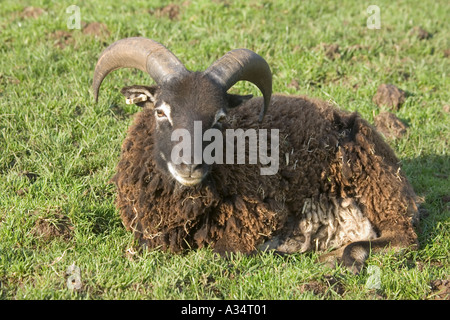 Ram moutons Soay Cotswold Farm Park Temple Guiting Gloucestershire UK Banque D'Images