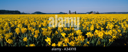 Domaine des jonquilles jaune vif sur l'ampoule commercial ferme dans la vallée de la Skagit près de Mount Vernon Washington USA Banque D'Images