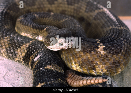 Hochet serpent enroulé Western prêt à frapper Banque D'Images