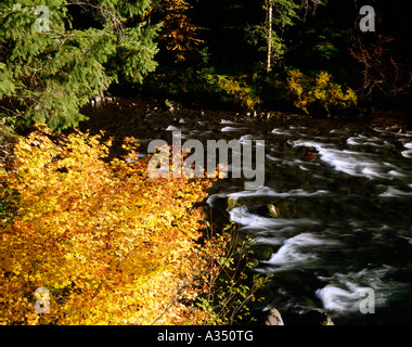 Érables arbustes vigne devient rouge vif et jaune en automne le long des rives de la rivière Santiam dans les montagnes de l'Oregon Cascade Banque D'Images