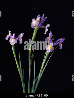 Trois purple iris fleurs plante herbacée vivace de la famille Iridaceae Iris Genre Banque D'Images