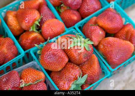 Fraises fraîches dans des paniers en plastique, close-up sur le marché. Banque D'Images