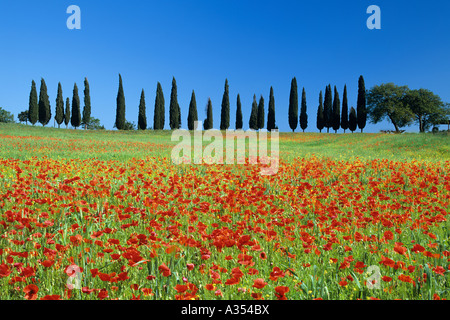 Champ de coquelicots et de cyprès en Italie. Banque D'Images