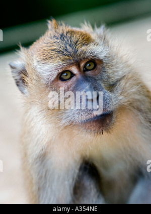 Singe capucin à l'île de Langkawi, Malaisie Banque D'Images