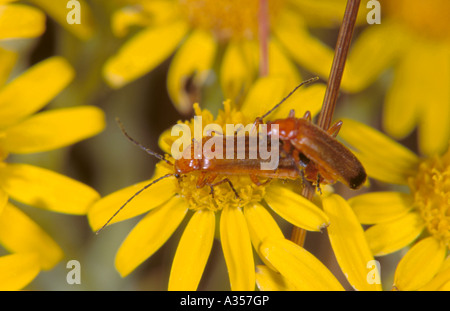 Paire de soldat d'accouplement (Rhagonycha fulva coléoptères). Famille ; Cantharidae. Banque D'Images