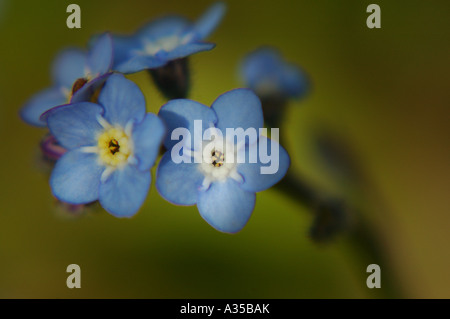 Blue forget-me-fleurs noeud Banque D'Images