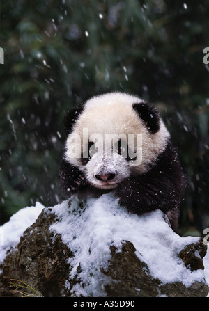 Panda cub dans la neige Chine Sichuan Banque D'Images