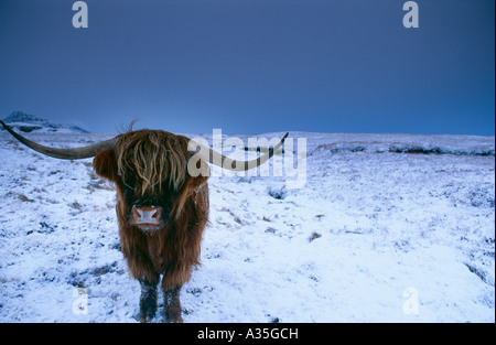 Highland cattle dans la neige à l'île de Skye Ecosse UK Banque D'Images