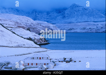 Le bétail par la cour de ferme à Loch Harport Cullin les montagnes en hiver neige Ile de Skye Scotland UK Banque D'Images