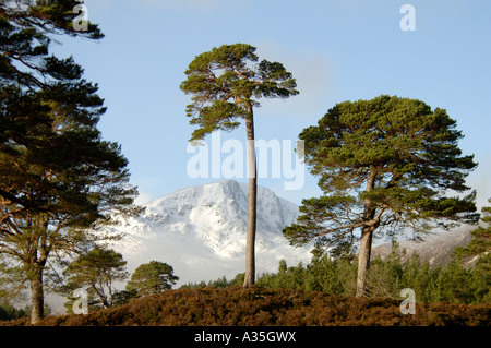 Mam Sodhail enneigés des tours de montagne au-dessus de la forêt de pins de Glen Affric Inverness-shire. XPL 4496-425 Banque D'Images