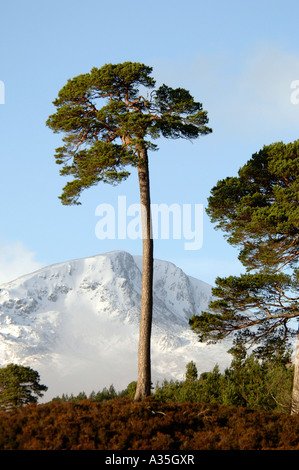 Mam Sodhail enneigés des tours de montagne au-dessus de la forêt de pins de Glen Affric Inverness-shire. XPL 4497-425 Banque D'Images