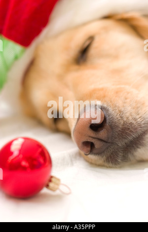 Sleepy Dog avec ornement & Santa Hat Banque D'Images