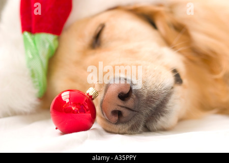 Sleepy Dog avec ornement & Santa Hat Banque D'Images