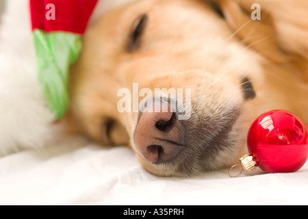 Sleepy Dog avec ornement & Santa Hat Banque D'Images