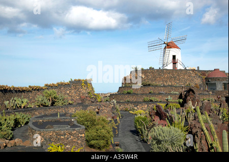 Dans Cactusgarden Kakteengarten Guatiza Lanzarote Banque D'Images