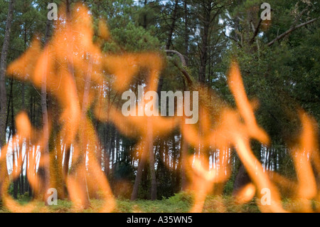 Feu de forêt Banque D'Images