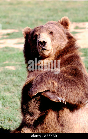 L'ours Kodiak Alaska aka Alaska Grizzly et l'ours brun (Ursus arctos middendorffi) avec bras croisés - animaux de l'Amérique du Nord Banque D'Images