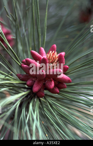 Cônes de pollen et aiguilles sur un pin ponderosa (Pinus ponderosa) Arbre, British Columbia, Canada Banque D'Images