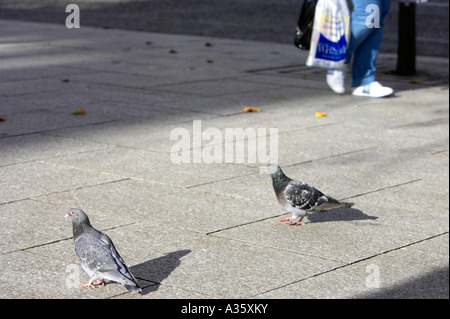 Deux pigeons marche sur chemin piétonnier dans le centre d'une ville comme personne portant des formateurs et shopping marche dernières Banque D'Images