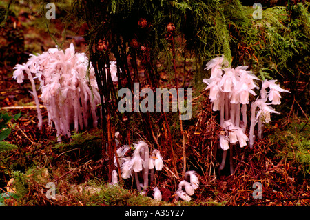 Indian Pipe croissant dans une forêt de la côte ouest en Colombie-Britannique Canada Banque D'Images