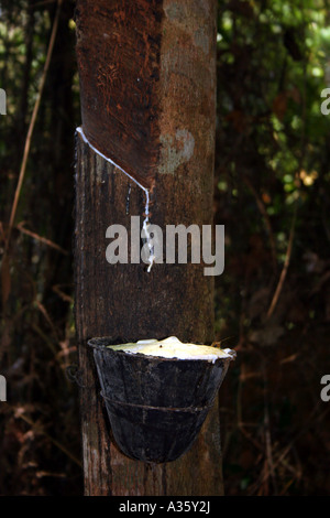 L'écoulement de latex dans une tasse de coupes dans l'écorce de l'arbre à caoutchouc en Malaisie Banque D'Images