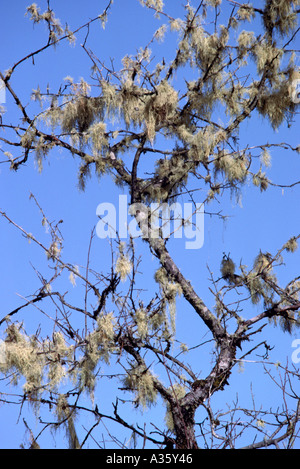 Les cheveux de la Sorcière (lichen Alectoria sarmentosa) (alias barbe de chèvre) se bloque à partir de la mort d'arbres décidus, BC, British Columbia, Canada Banque D'Images