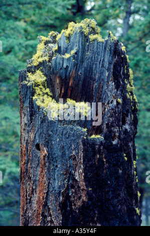 La croissance des lichens sur une souche d'arbre creux en décomposition dans une forêt de la côte ouest, en Colombie-Britannique, British Columbia, Canada Banque D'Images