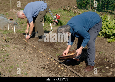 La plantation d'oignons sur l'attribution au printemps Banque D'Images