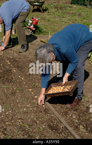 La plantation d'oignons sur l'attribution au printemps Banque D'Images