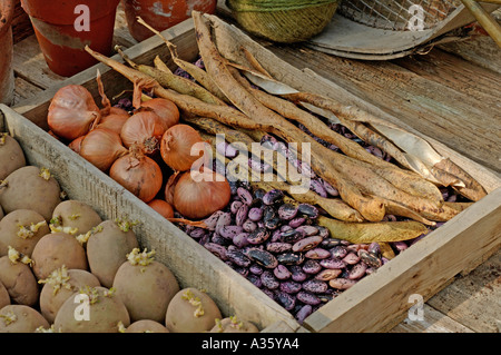 Banc de rempotage au printemps avec des pommes de terre de semence de haricot et l'échalote en semences de plateaux en bois Banque D'Images