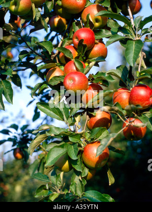 Aepfel am Baum, apple sur l'arbre Banque D'Images