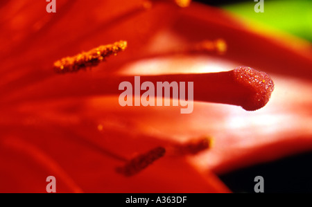 Lily asiatiques étamine rouge Banque D'Images